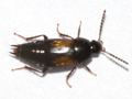 Tachinus subterraneus